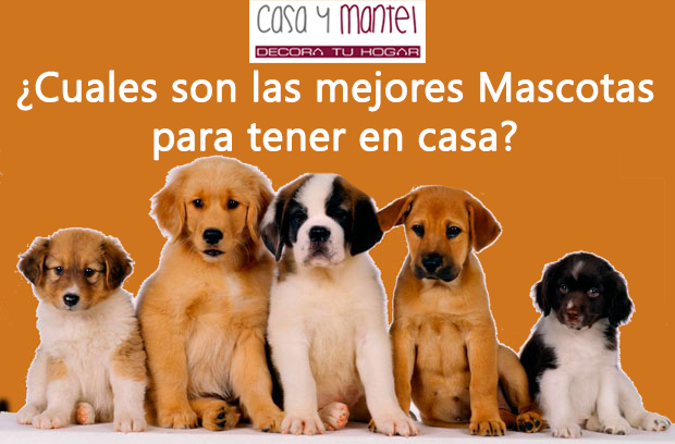 mascotas en casa